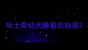 哈士奇幼犬睡着后抽搐
