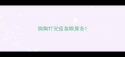 狗狗打完疫苗眼屎多
