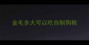 金毛多大可以吃自制狗粮