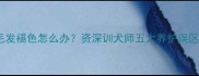 巧克力色泰迪犬毛发褪色怎么办资深训犬师五大养护误区与专业修复方案