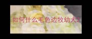 如何什么毛色边牧幼犬