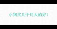 小狗买几个月大的好
