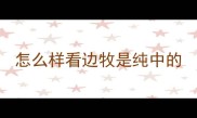 怎么样看边牧是纯中的