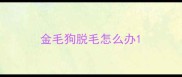 金毛狗脱毛怎么办