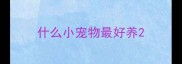 什么小宠物最好养