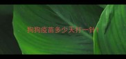 狗狗疫苗多少天打一针