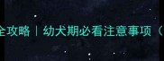 5到6个月哈士奇养护全攻略幼犬期必看注意事项附训练饮食健康清单