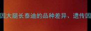 泰迪犬腿长原因大腿长泰迪的品种差异遗传因素与饲养误区