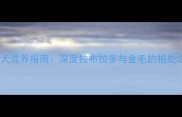 导盲犬混养指南深度拉布拉多与金毛的相处之道