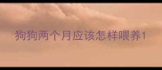 狗狗两个月应该怎样喂养