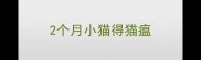 2个月小猫得猫瘟