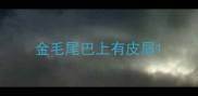 金毛尾巴上有皮屑