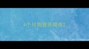 4个月狗营养喂养