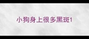 小狗身上很多黑斑