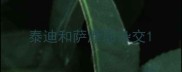 泰迪和萨摩耶杂交