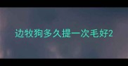 边牧狗多久提一次毛好