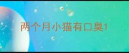 两个月小猫有口臭
