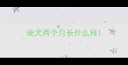 柴犬两个月长什么样