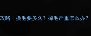 金毛换毛期全攻略换毛要多久掉毛严重怎么办附5个护理秘籍