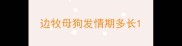 边牧母狗发情期多长