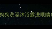 狗狗洗澡沐浴露进眼睛