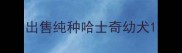 出售纯种哈士奇幼犬