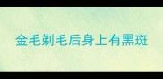 金毛剃毛后身上有黑斑