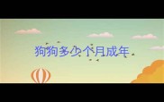狗狗多少个月成年