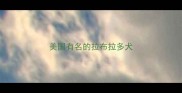 美国有名的拉布拉多犬