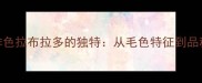 深咖啡色拉布拉多的独特从毛色特征到品种价值
