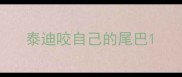 泰迪咬自己的尾巴