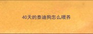 40天的泰迪狗怎么喂养