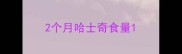 2个月哈士奇食量