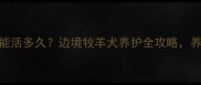 边牧寿命能活多久边境牧羊犬养护全攻略养宠人必看