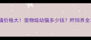 加菲猫价格大宠物级幼猫多少钱附饲养全攻略