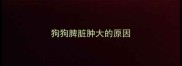 狗狗脾脏肿大的原因