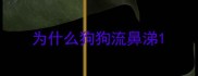 为什么狗狗流鼻涕
