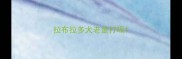 拉布拉多犬老是打嗝