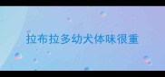 拉布拉多幼犬体味很重