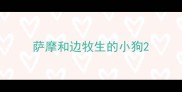 萨摩和边牧生的小狗