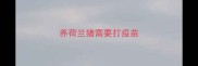 养荷兰猪需要打疫苗