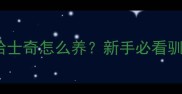 两个月大哈士奇怎么养新手必看驯养全攻略