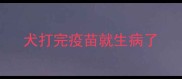 犬打完疫苗就生病了