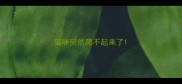 猫咪突然爬不起来了