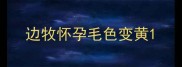 边牧怀孕毛色变黄