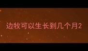 边牧可以生长到几个月