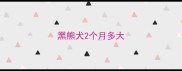 黑熊犬2个月多大