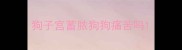 狗子宫蓄脓狗狗痛苦吗