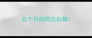 五个月的阿拉拉稀