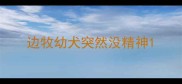 边牧幼犬突然没精神